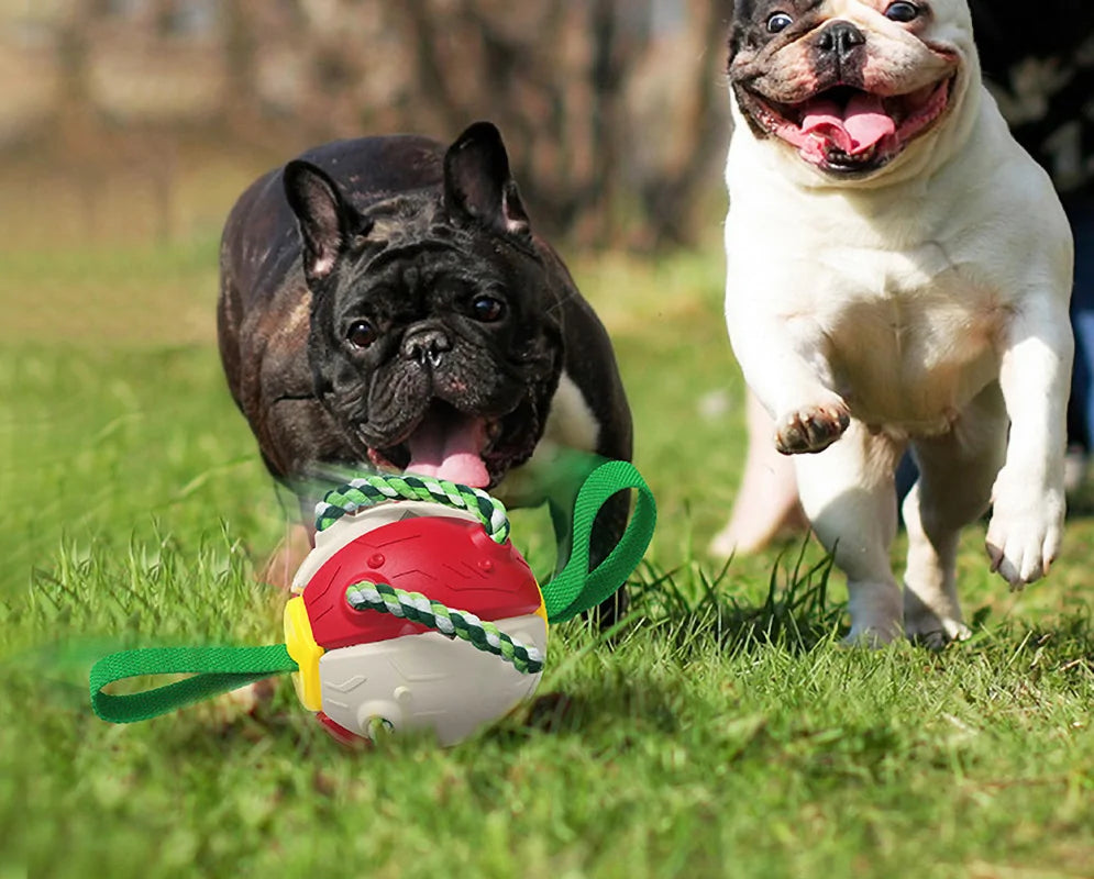 Ultimate Fun and Engagement: Rebound Frisbee Ball Interactive Dog Toy