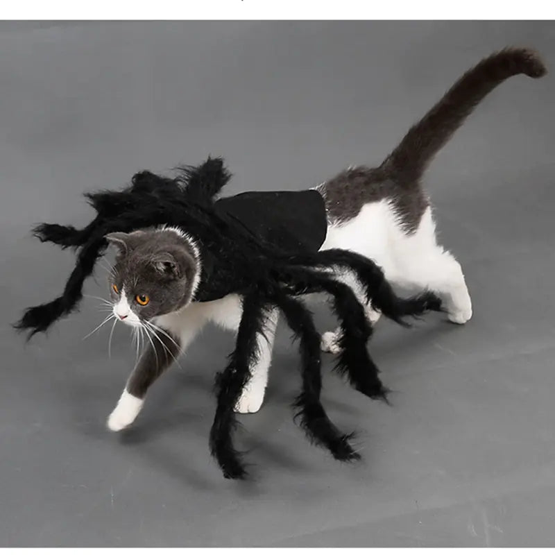 Creepy Crawly Fun: Spider Costume for Pets