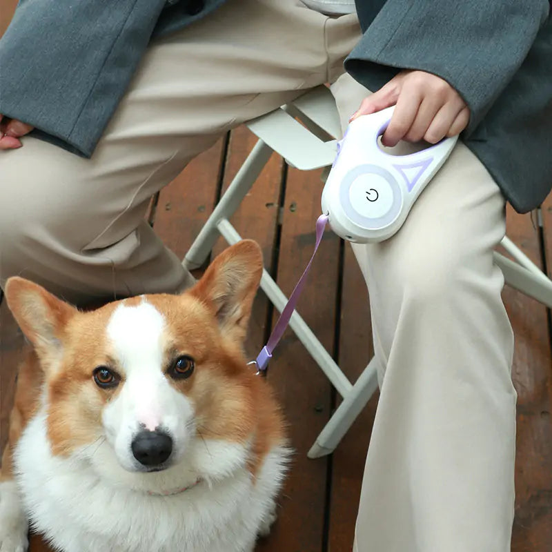 Illuminate Nighttime Walks with Our LED Lights Dog Leash!